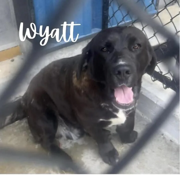 Wyatt