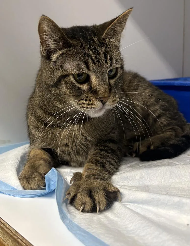 An adult small-sized female Brown / Chocolate Domestic Short Hair cat named Bridget for adoption in Ontario, CA
