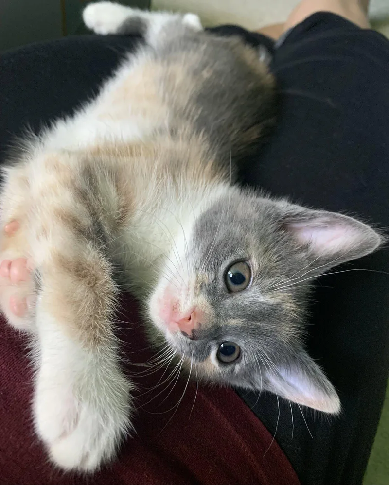 Daphne  Willow Grove