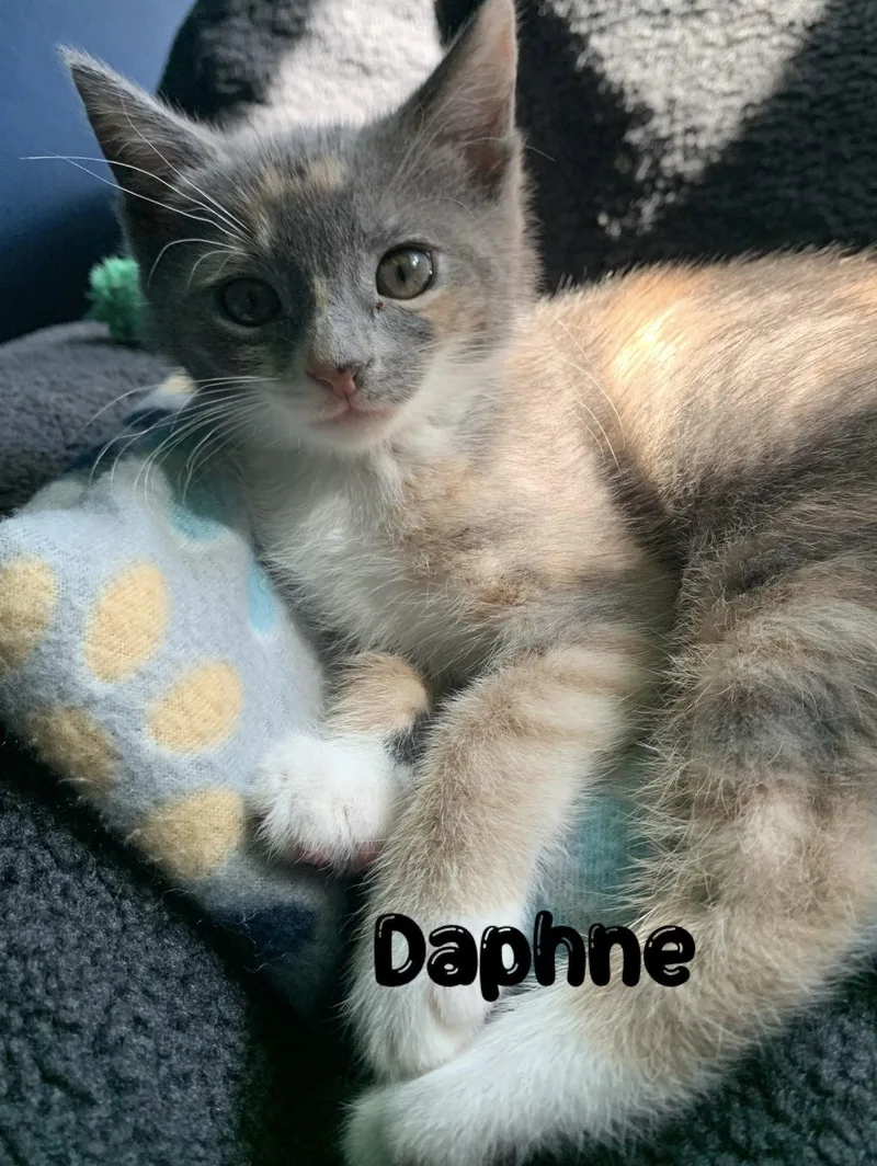 Daphne  Willow Grove thumbnail 2