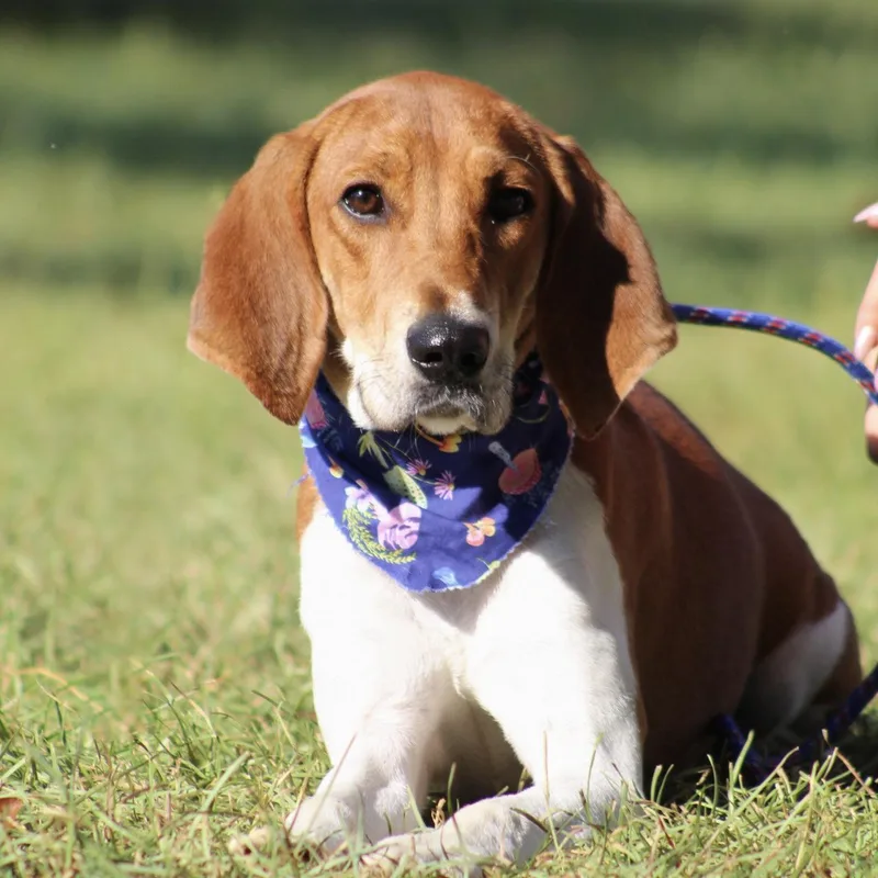 A young medium-sized female Tricolor (Brown, Black, & White) Hound dog named Raytheon for adoption in Columbia, SC