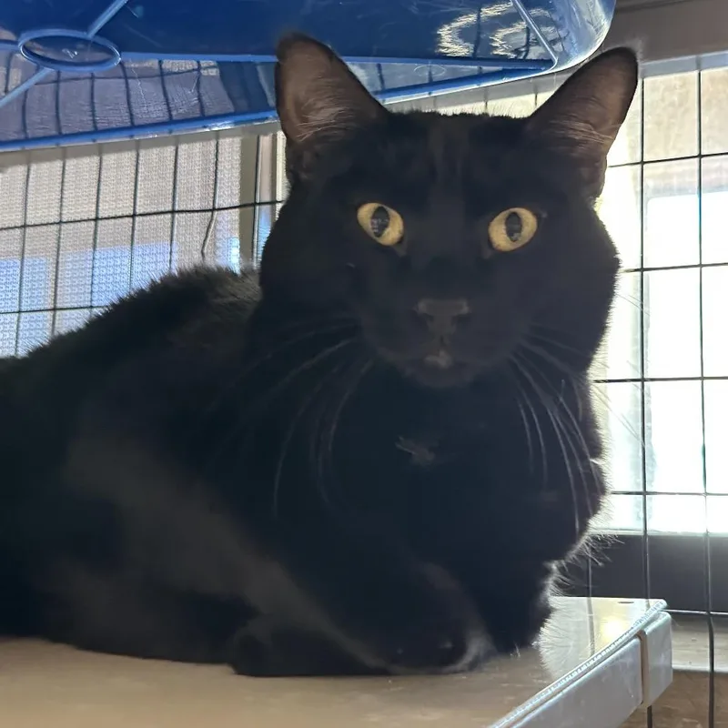 An adult large-sized female Black Domestic Short Hair cat named Shadow for adoption in Durango, CO