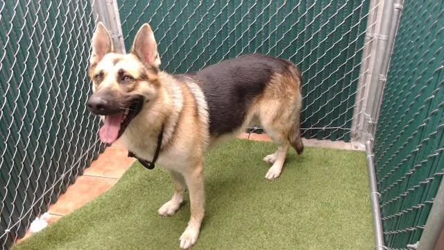 An adult large-sized male German Shepherd Dog dog named Ravine for adoption in Downey, CA