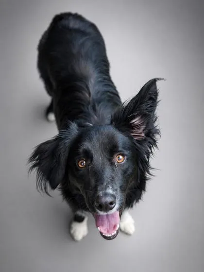 A young medium-sized female Border Collie dog named Nola for adoption in Bowling Green, KY