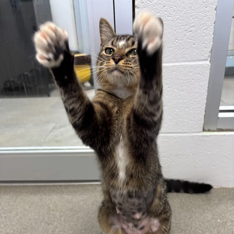 An adult medium-sized female Gray / Blue / Silver Domestic Short Hair cat named Plain White Bread for adoption in Carencro, LA