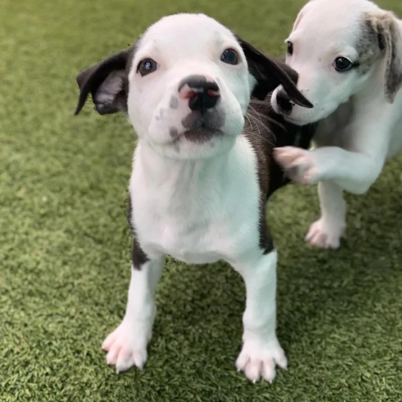 A young small-sized male Black Pointer dog named Spooky AKA Ghost for adoption in LOXAHATCHEE, FL