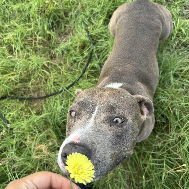 An adult medium-sized female Brown / Chocolate Mixed Breed dog named Emma for adoption in Lake Panasoffkee, FL
