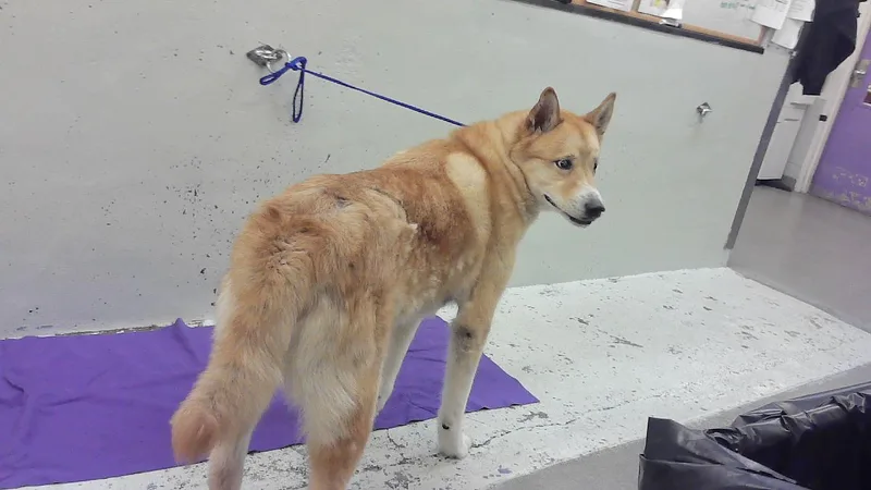 An adult large-sized male Akita dog named Boris for adoption in Houston, TX