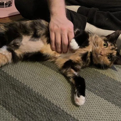 A young medium-sized female Calico Domestic Short Hair cat named Monarca for adoption in Seven Valleys, PA