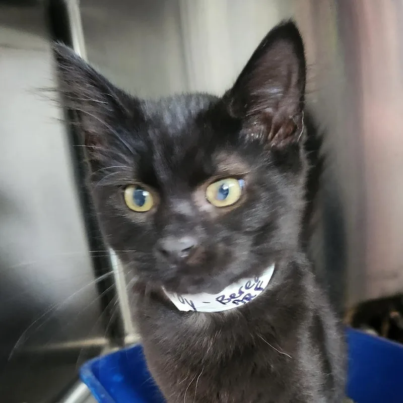A baby small-sized male Black Domestic Medium Hair cat named Troy for adoption in Columbia Station, OH