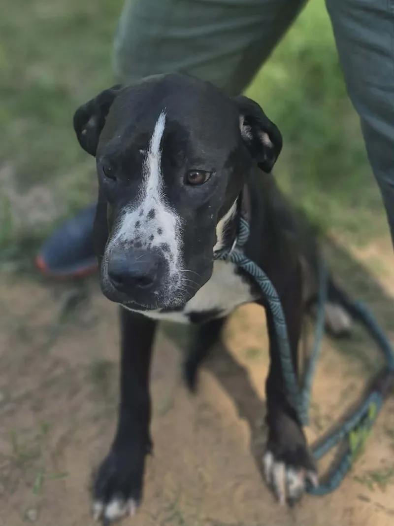 A baby large-sized female Cane Corso dog named Aurora for adoption in Media, PA