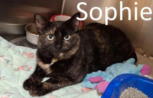 Sophie thumbnail 2