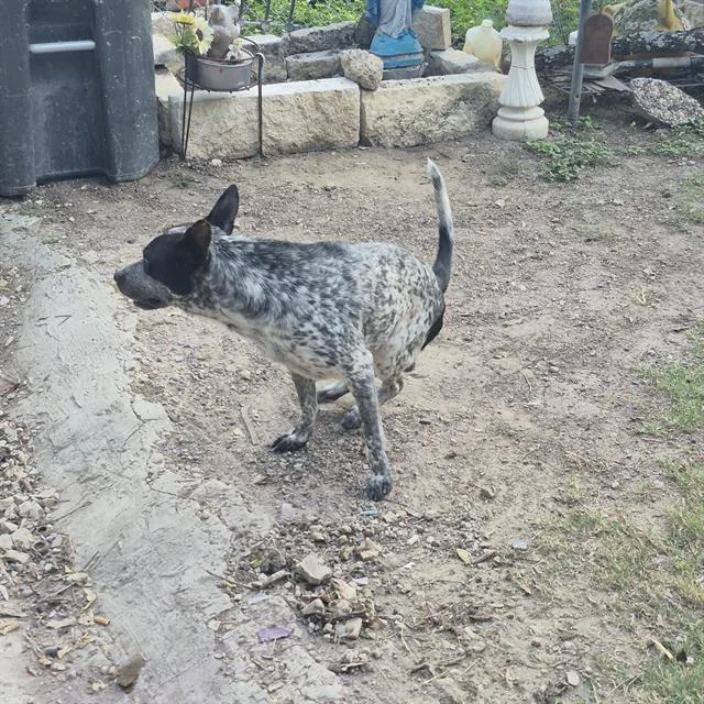 A young medium-sized male Australian Cattle Dog / Blue Heeler dog named Armando for adoption in San Antonio, TX