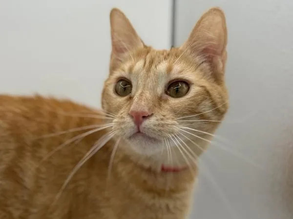 A young small-sized female Domestic Short Hair cat named Blossom for adoption in Portland, OR