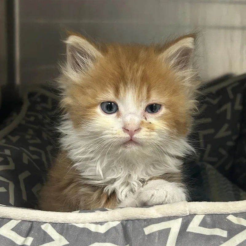 A baby small-sized male Orange / Red Domestic Long Hair cat named Tigger for adoption in Charleston, WV