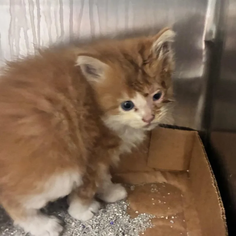 Tigger thumbnail 2