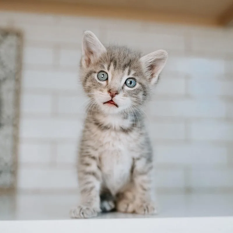 A baby small-sized male Gray / Blue / Silver Domestic Short Hair cat named Gerald Vaseleou for adoption in Eagle Mountain, UT