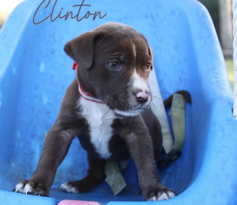 A baby medium-sized male Mixed Breed dog named Clinton for adoption in Fond Du Lac, WI