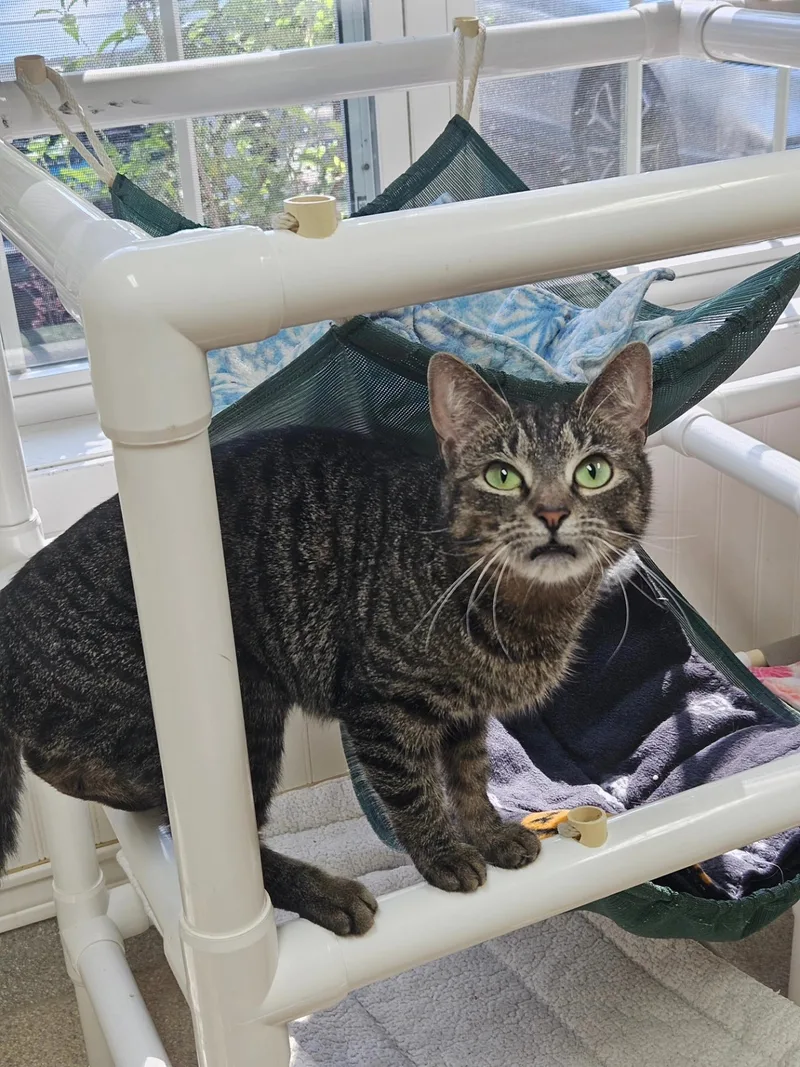 A young medium-sized female Tabby (Tiger Striped) Domestic Short Hair cat named Bella for adoption in Westbrook, CT