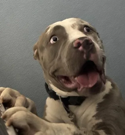 An adult medium-sized male Mixed Breed dog named Zenith for adoption in West Chester, PA