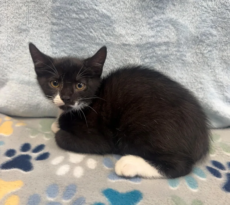 A baby medium-sized male Black & White / Tuxedo Domestic Short Hair cat named Firecracker for adoption in Edinburg, VA