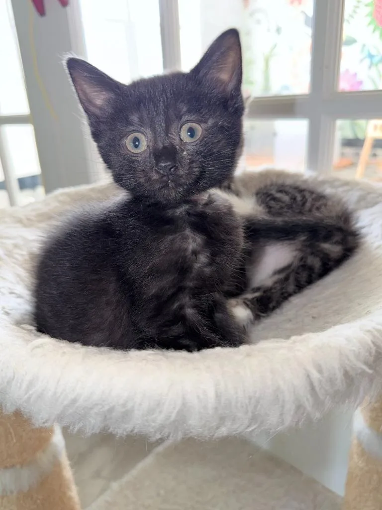 A baby small-sized female Domestic Short Hair cat named Peach for adoption in Mineral, VA