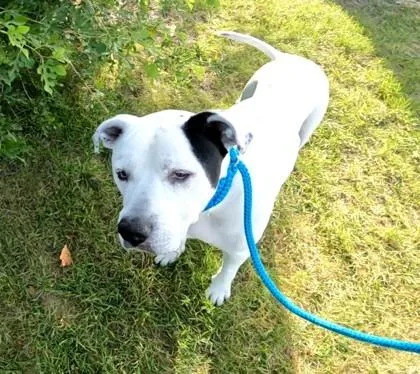 A senior large-sized male American Bulldog dog named Colonel Sanders for adoption in Westland, MI