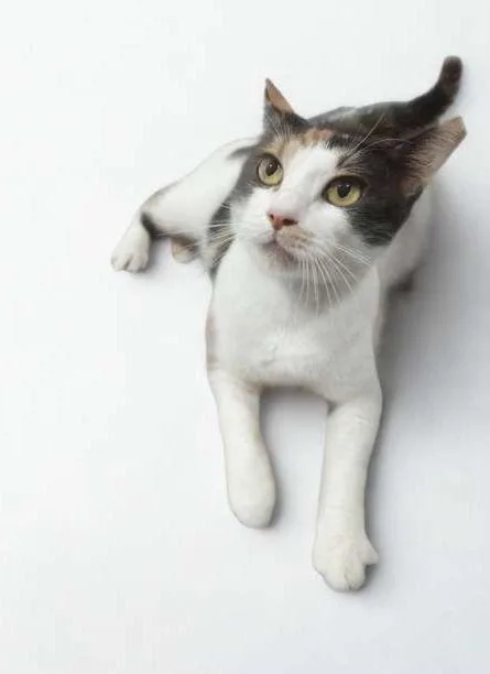 An adult large-sized female Calico cat named Hazel for adoption in miami, FL