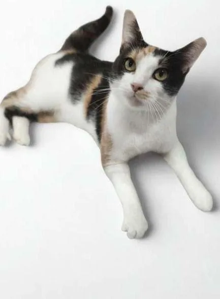 Hazel thumbnail 3
