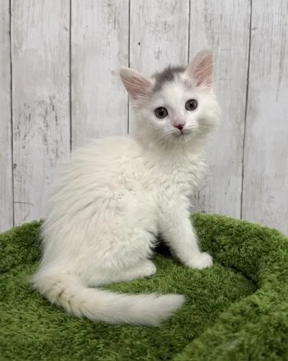 A baby small-sized male Domestic Short Hair cat named Tobasco for adoption in Fishers, IN