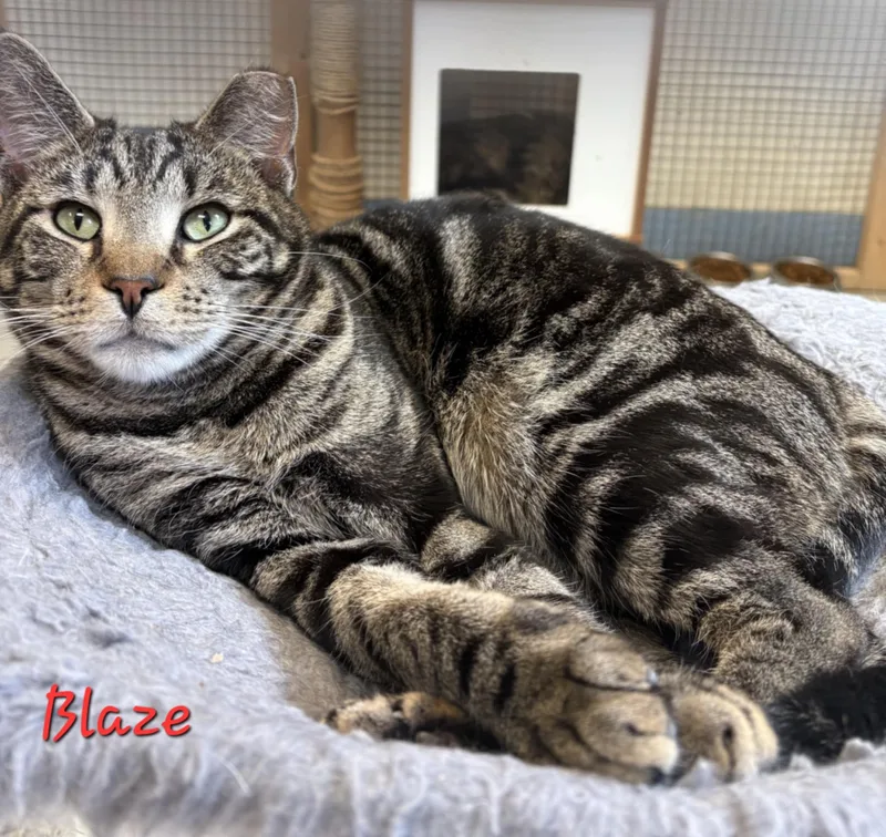 An adult large-sized male Domestic Short Hair cat named Blaze for adoption in Aurora, NE