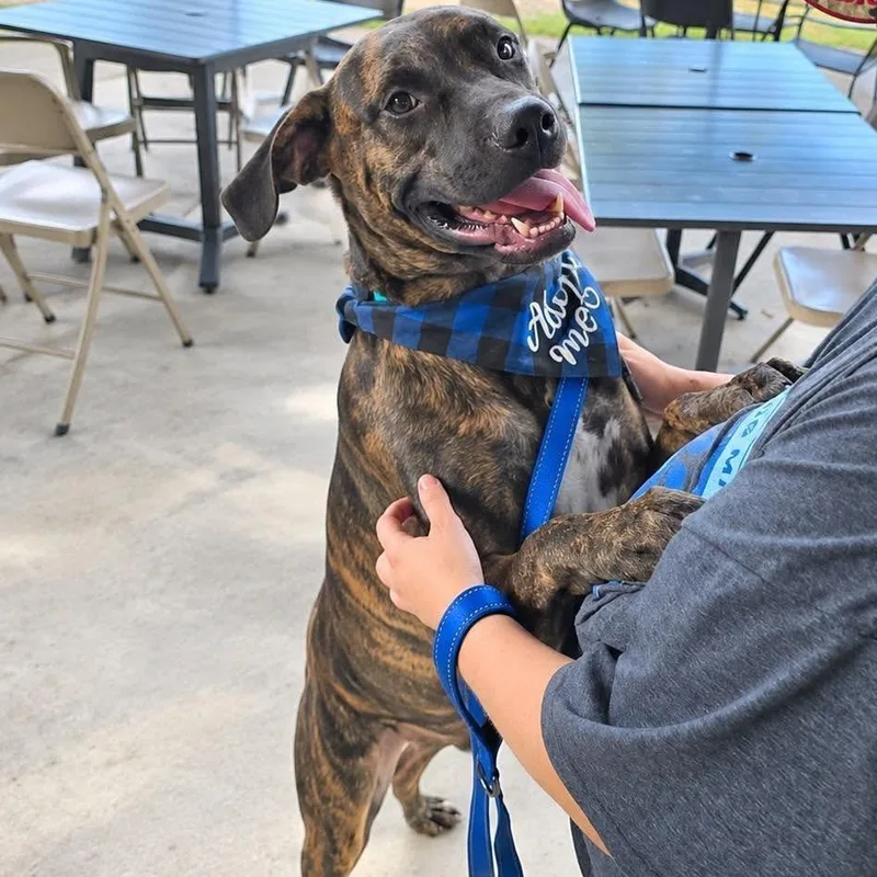 An adult large-sized male Mastiff dog named Stark AKA Boone for adoption in Enterprise, AL