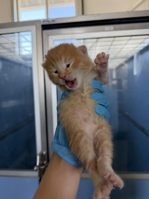 A baby small-sized male Domestic Short Hair cat named Bobbi for adoption in San Bernardino, CA