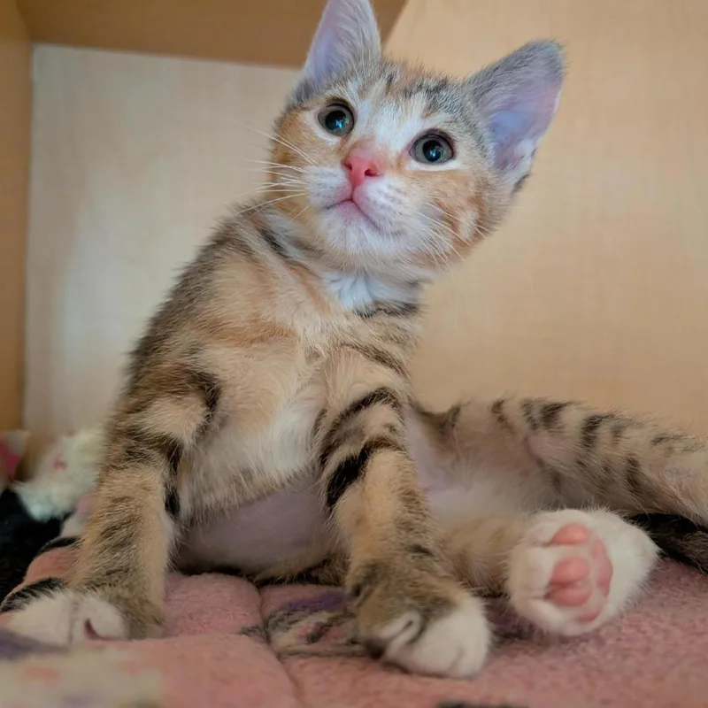 A baby small-sized female Torbie Domestic Short Hair cat named Fiona for adoption in Washington Township, OH