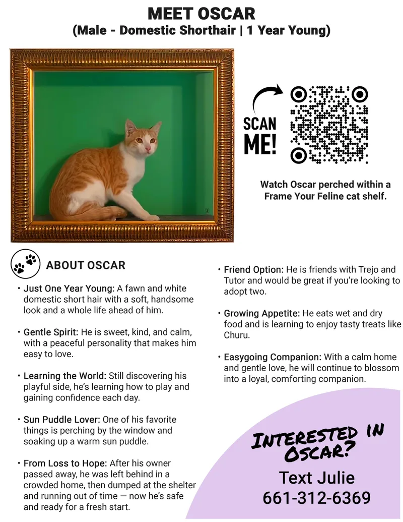 A young medium-sized male Orange & White American Shorthair cat named Oscar for adoption in Los Angeles, CA