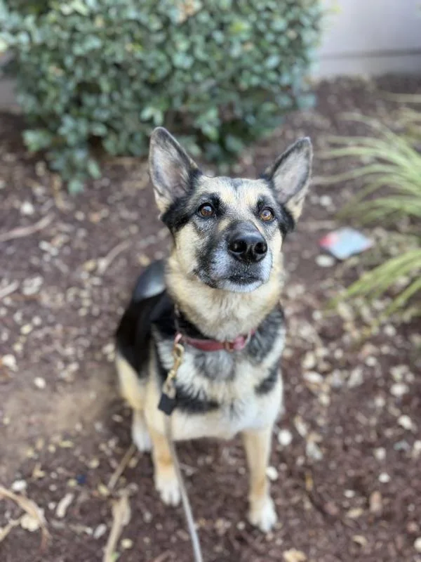 Tasha