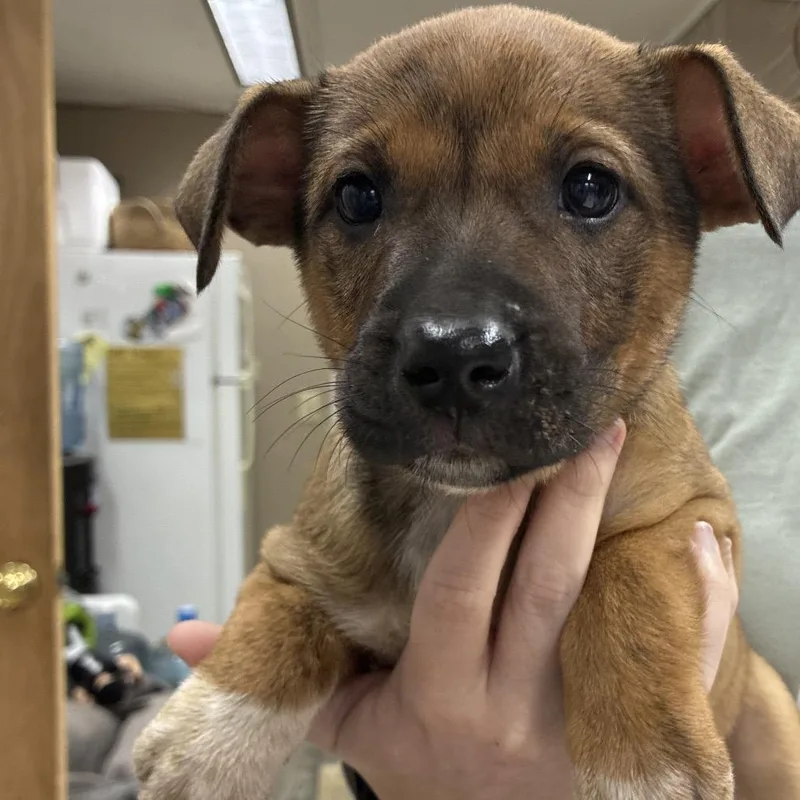 Ct Saffron thumbnail 2