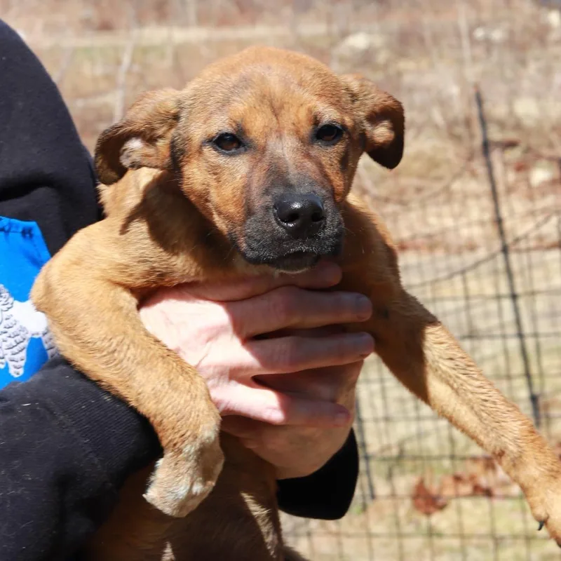 Ct Saffron thumbnail 5