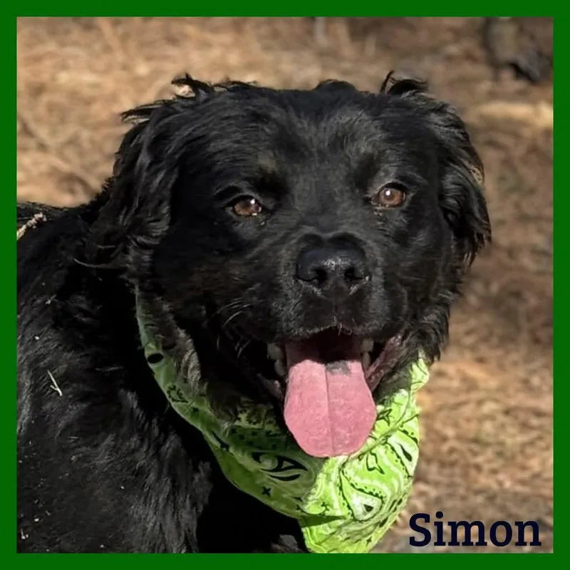 An adult medium-sized male Black Mixed Breed dog named Simon for adoption in Sumter, SC