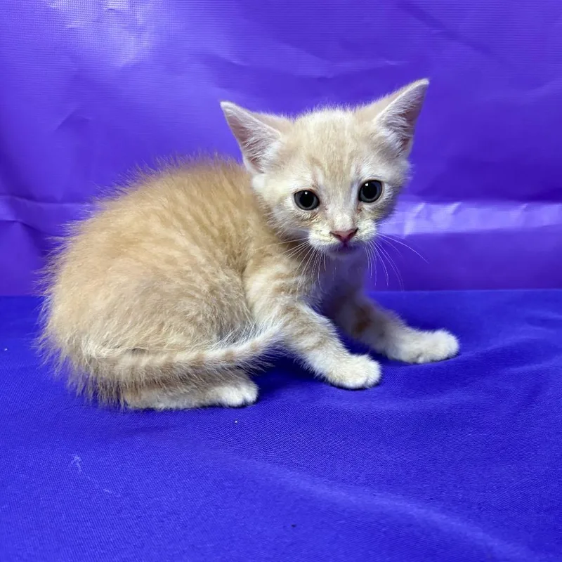 A baby small-sized female Domestic Medium Hair cat named Lois Lane for adoption in North Myrtle Beach, SC