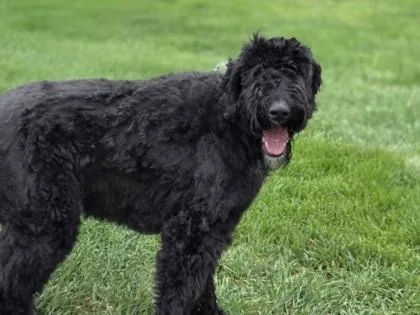 A young large-sized male Standard Poodle dog named Chewbacca for adoption in Woodbury, MN