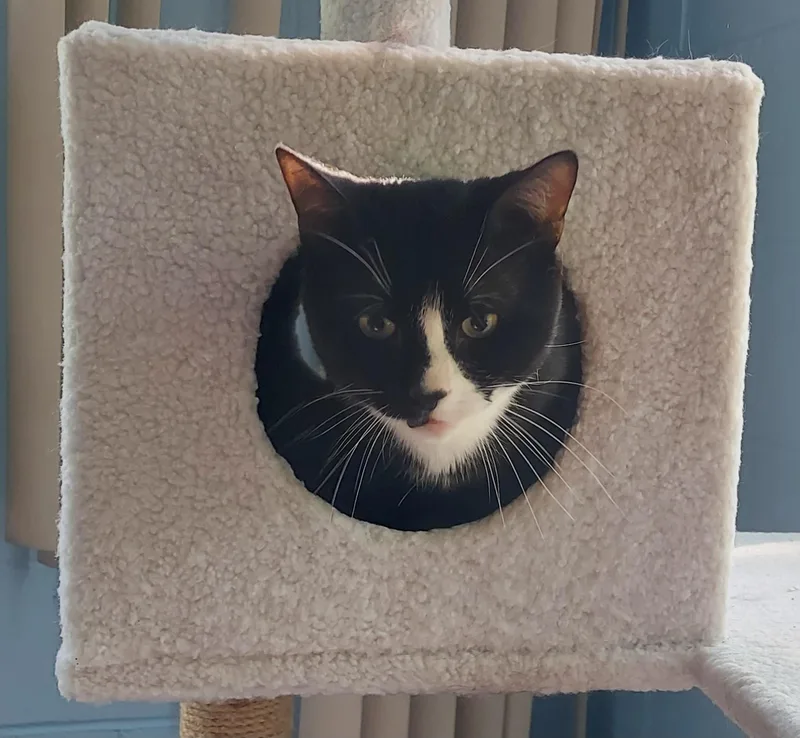 An adult large-sized male Black & White / Tuxedo Domestic Short Hair cat named for adoption in Pawtucket, RI