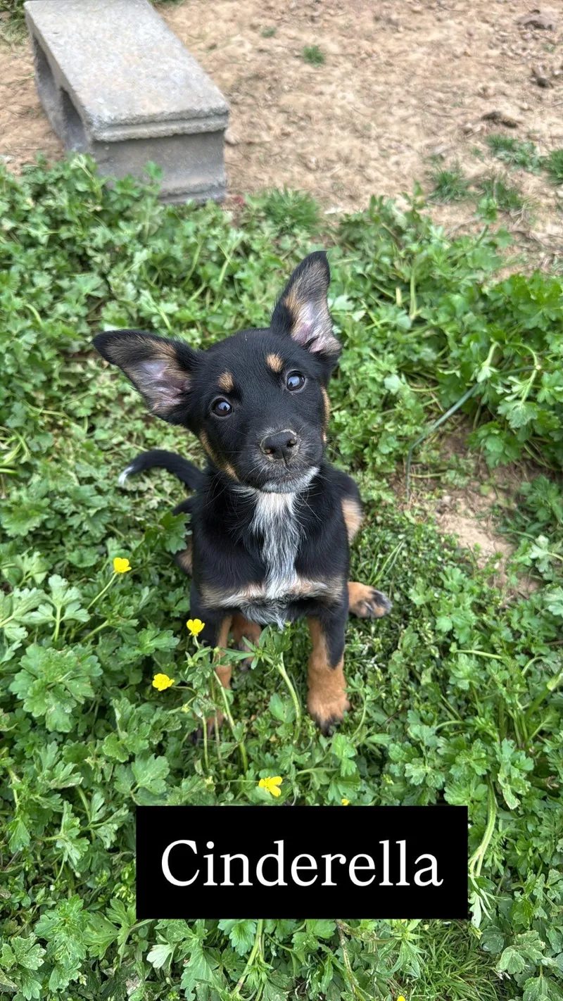 Cinderella