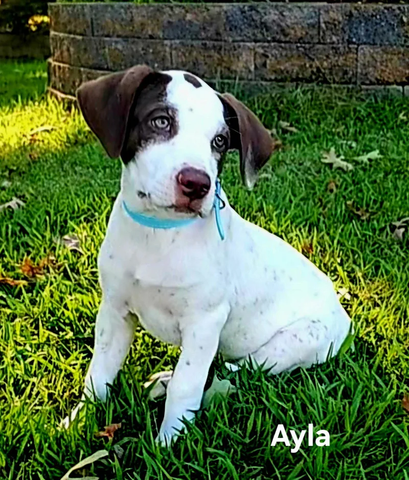 Puppy Ayla