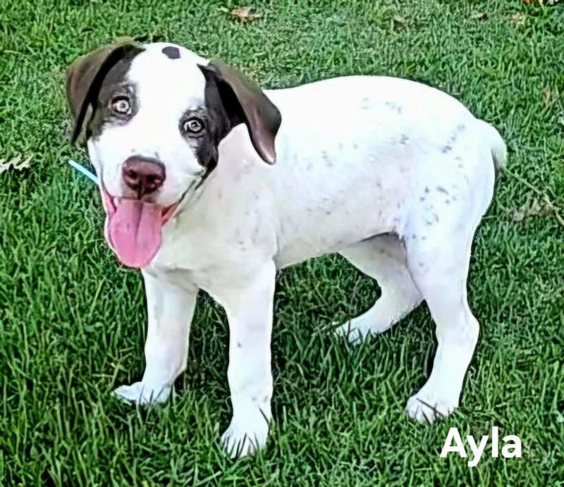 Puppy Ayla thumbnail 2