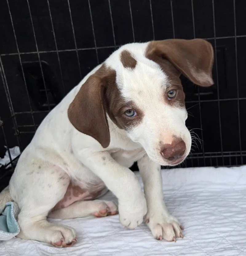 Puppy Ayla thumbnail 3