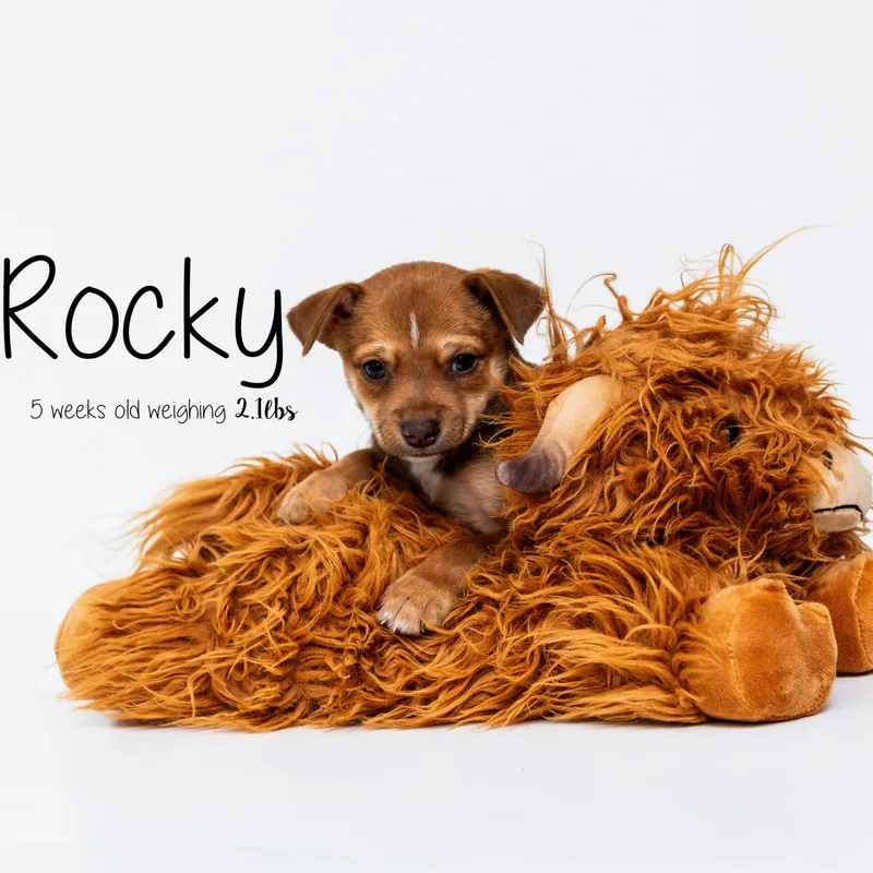 Rocky