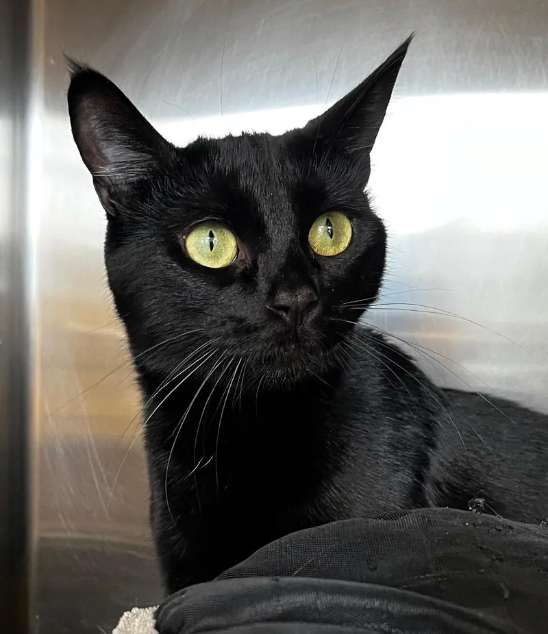 A young medium-sized female Domestic Short Hair cat named Mowgli for adoption in Logan, UT