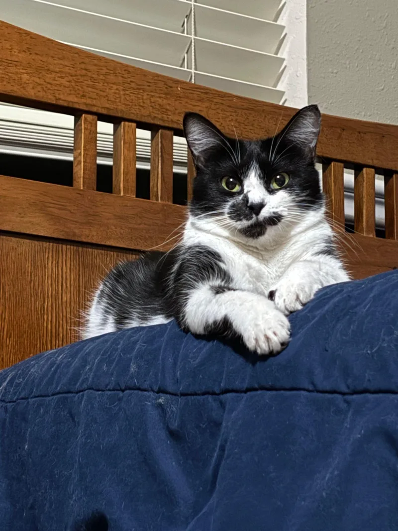 An adult medium-sized female Black & White / Tuxedo Tuxedo cat named Magpie for adoption in MONTGOMERY, TX