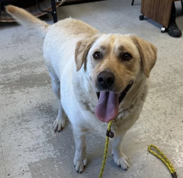 A senior large-sized male Labrador Retriever dog named Charlie for adoption in Salt Lake City, UT